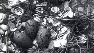 Shorebirds   Shelduck, Oystercatchers, Avocets   Breeding & Mating Season   1950s