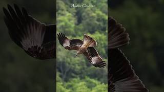 Brahminy kite in flight   #nature #shorts