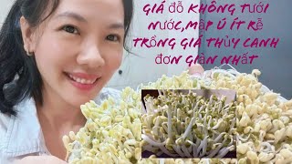 Giá đỗ không tưới nước, làm giá thủy canh ai cũng làm được/ Cuoc Song Malaysia - Ngocmo family 0042