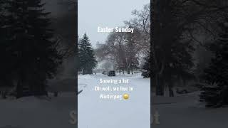 Easter Sunday. Spring Snow. Winnipeg. #winnipeg #manitoba #shorts #winter #snow