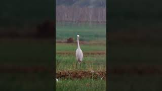 Phonescoping | Burung Kuntul Sawah