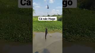 Câu Có Cá Là Vui Rồi Bự nhỏ Không Quan Trọng Câu Cá Sông @minhcanhfishing