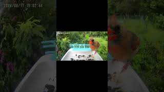 Northern Cardinal (Female) Visits the Birdcam