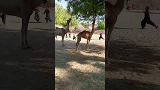 #camel #beautiful #video #viral