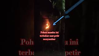 detik detik pohon bambu di sambar petir