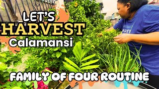 Picking Fresh Calamansi From Our Mini Garden! | Koolet Vlogs