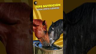 La IMPORTANCIA del AGUA LIMPIA para los CABALLOS: CONSEJO ESENCIAL #horse #hipismo #amoaloscaballos