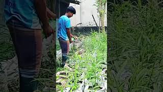 আদা গাছে ছত্রাক নাশক স্প্রে  #viral #agriculture #farming #nature