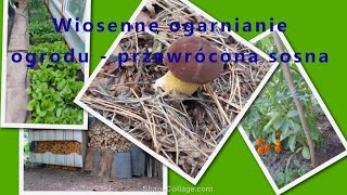 Wiosenne ogarnianie ogrodu - przewrócona sosna