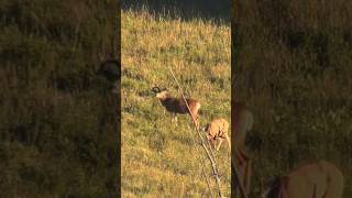 Coolest buck I’ve seen all year!