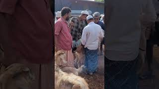 ഇത് നല്ല സുജായി ആടാ #shorts #goatfarming #goatloves #cow #buffallo #petsmarkat