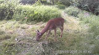 Wrenwood deer:  fawn and family June 2018