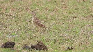 Oriental Skylark, Tezpur, Assam. March 2024