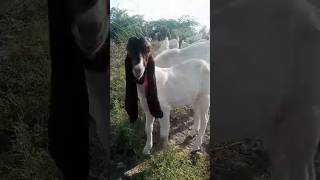 Cute goat 🐐 baby #camel #youtubeshorts #animals #youtubevideos #goat #shorts #viralvideo