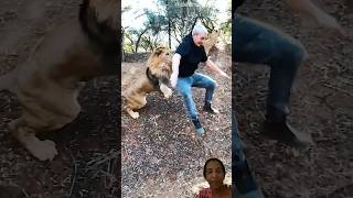 Lion  🦁 businesses #lion #funnyvideos #animals #short