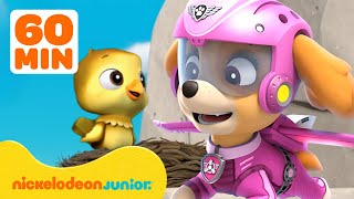 PAW Patrol | Les meilleurs sauvetages et aventures de Stella ! | Nickelodeon Jr. France