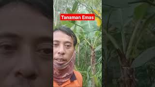 Tanaman Emas