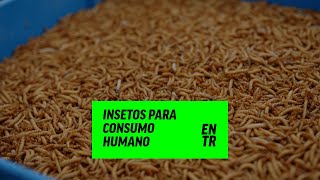 Insetos Para Consumo Humano | Change Makers | ENTR PT