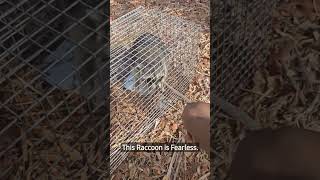 Fearless Male Racoon. Racoon #critters #chickenkiller #animals #shorts #shortsvideo