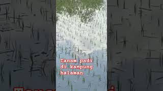 Tanam padi di kampung halaman