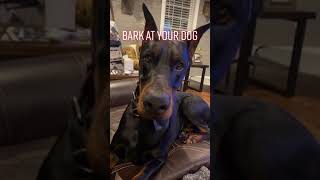 Bark at your dog to see their reaction