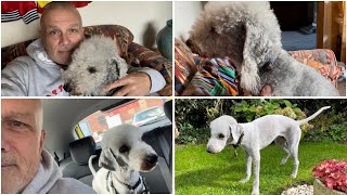 🐾 Dilwyn, the Bedlington terrier, has his penultimate trim of the year