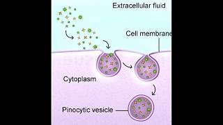 Here are the Basic Differences Between Phagocytosis and Pinocytosis