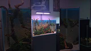 NATURE AQUARIUM (full build coming soon) #fishtank#aquascaping#aquascape#shorts#aquarium