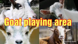 goat farming videos | goat farming play area | goat playing area