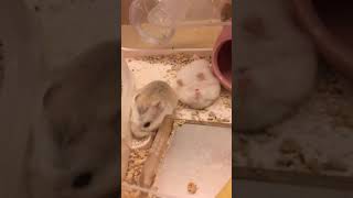 Hamster Robo mập ú #hamster #hamstercute