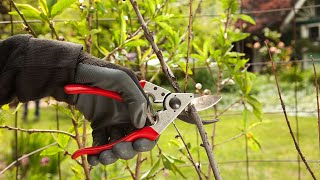 How to prune Apricot trees