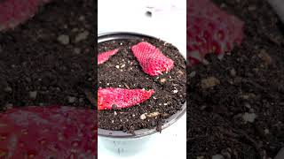 Plant Myth Busing #5. Part I: Can strawberry slices grow into strawberry plants?