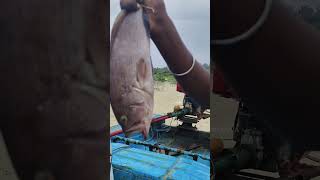 💥🤯சாப்பிடுவதற்கு அருமையான 🍣பஞ்சு களவா மீன்😋 #shorts #ytshorts #fishing #seafood #mrpalkova