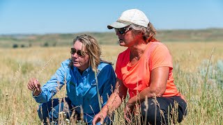 Conservation for the Future: Ventenata Control, Big Horn County, MT