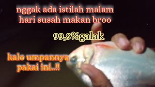 malam hari bawal susah makan..?? wajib pakai ini broo"umpan paling jitu ikan bawal