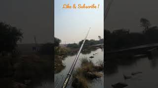 Kabra / murrel fish attacks Topwater lures #fishingvideo  #gabus #shorts #fishing #hyderabad #short