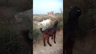 الماعز تأكل العلف في القرية #animals #tharwildlife #shorts #goat