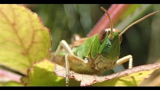 Grasshopper Sweden close up