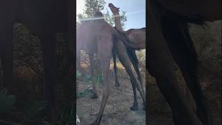 الإبل تتبول  Camels are urinating #camel #animals #shorts #camelculture #shortvideo #villagelife