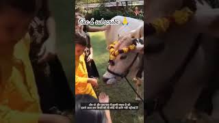 #viralvideo #vrindavan #krishna #facts #story #real #cow #animals #animallover #animal #bhakti #view