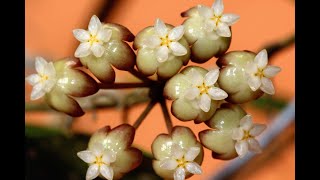 A Visit with Hoya rigidifolia