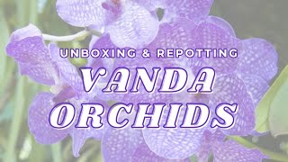 Vanda Orchids: The Ultimate Unboxing & Repotting Experience