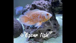 Two Oscars in the aquarium | Albino oscar| Copper oscar | #fishkeeping #cichlid #oscarfishes