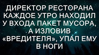 Директор ресторана каждое утро находил у входа пакет мусора, а изловив «вредителя», упал ему в ноги