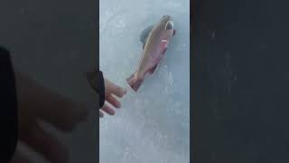 17.5” brooktrout released to fight another day