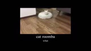 cat roomba