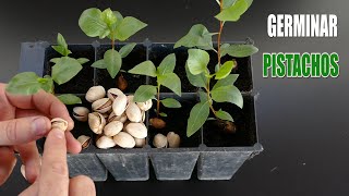 ¡Camperos, vamos a germinar PISTACHOS¡