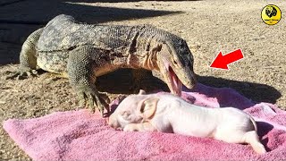 World's Deadliest Monster Lizards | Giant lizard, komodo dragon