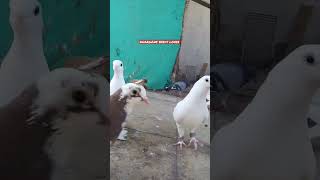 Most Viral Pigeon Vedeo #youtubeshorts #trending #shorts #viralshorts