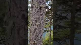 Langara Fishing Lodge, Haida Gwaii (video 2)